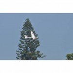 Volantex Ranger 600 Stunt Edition 4-Channel RC Glider Plane 600mm with Gyro (Ready-to-Fly) - V761-2SW